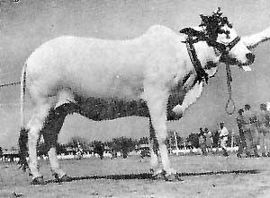 A Bhagnari cow.