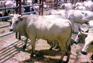 Blaco Orejinegro cattle.