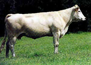 A Blonde d'Aquitaine cow.