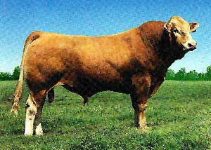 A Blonde d'Aquitaine bull.