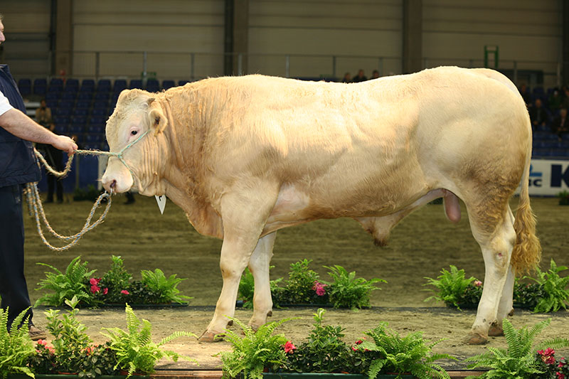 A Blonde D'Aquitaine bull.