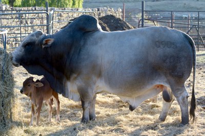 Boran Cattle Oklahoma State University Boran Cattle Oklahoma State University