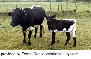 A Bordelais cow and calf pair.