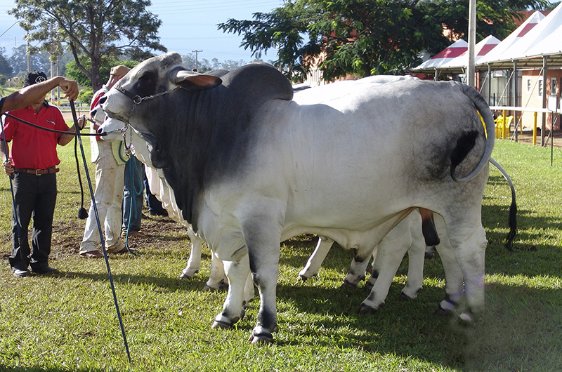 A gray and white Brahman bull.