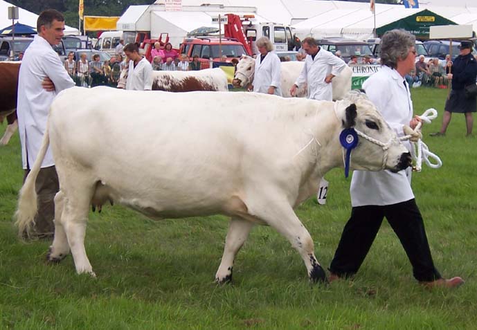 A british white cow.