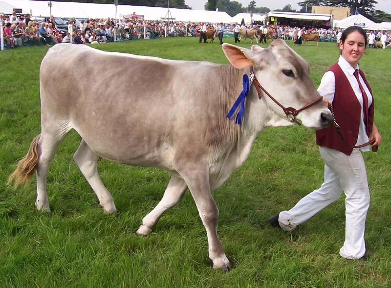 A brown swiss cow.