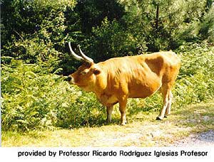 A Cachena cow.