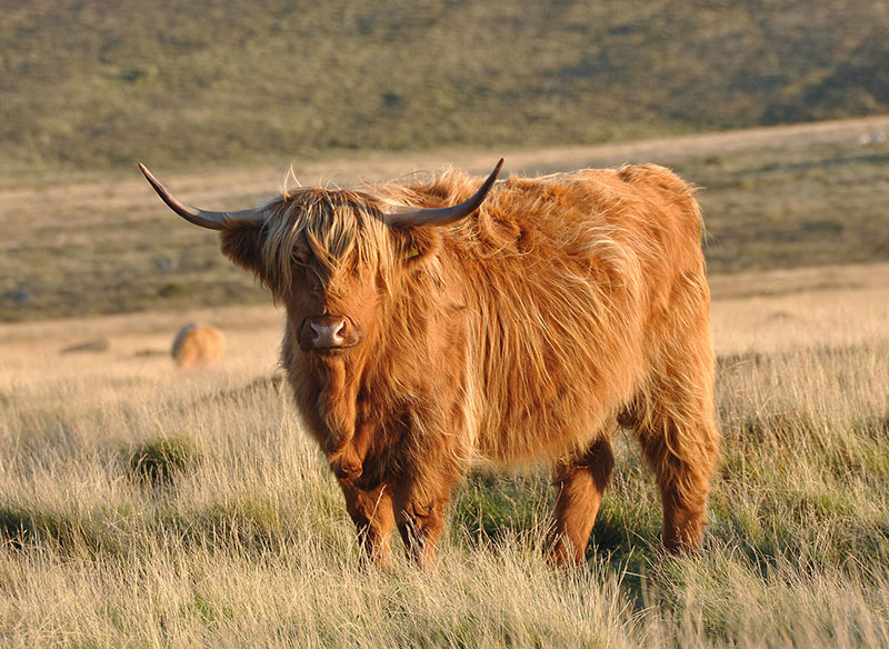 A canadian highland cow.