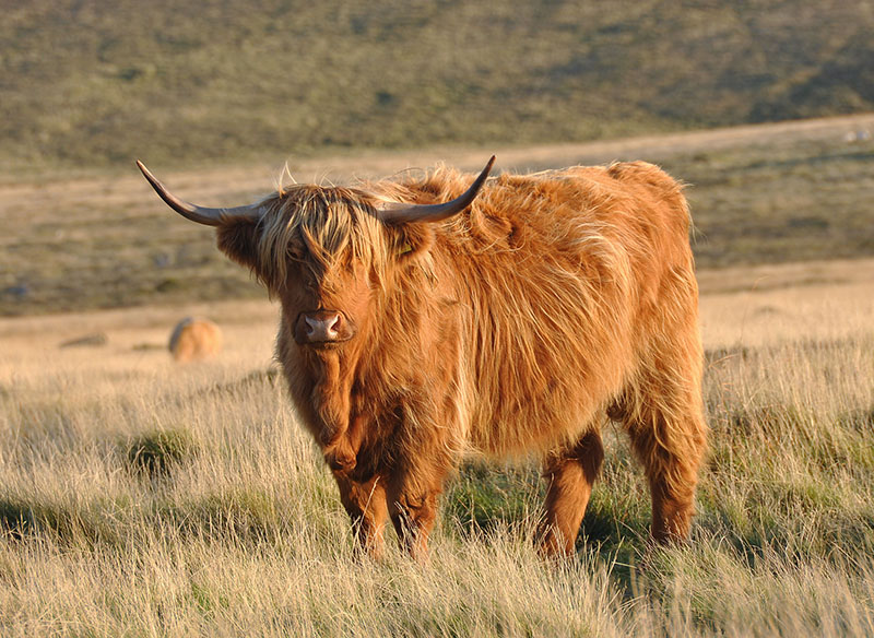 Canadian Highland Cattle | Oklahoma State University