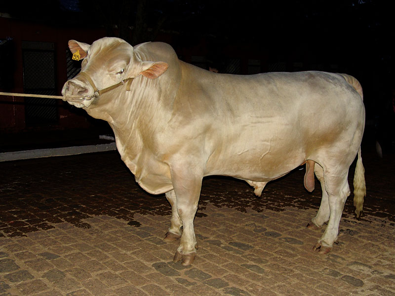A Canchim bull on a lead rope.