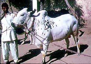A Channi cow.