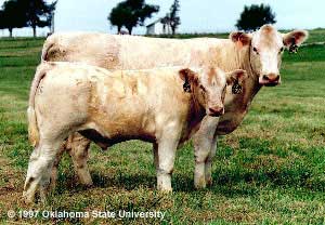 A Charolais cow and calf.