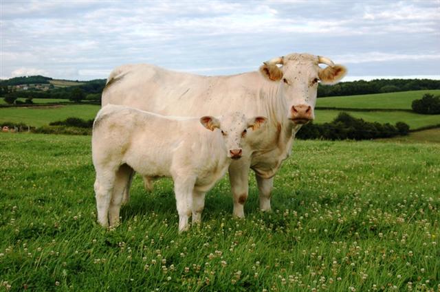 A charolaise cow  and calf.