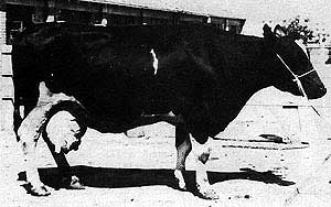 A Chinese Black and White cow.