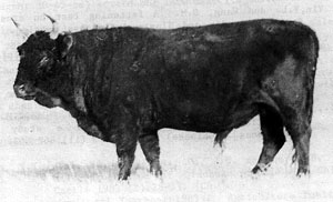 A Chinese Mongolian bull.