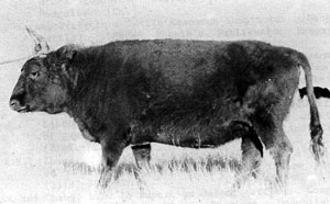 A Chinese Mongolian cow.