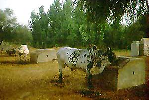 A Cholistani cow.