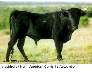 Corriente Cattle | Oklahoma State University