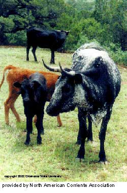 A Corriente cow and calf.