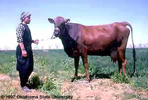 A Damascus cow.
