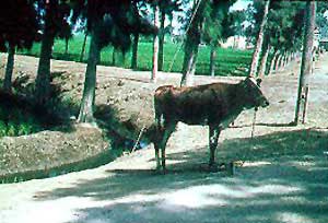 A Damietta cow.