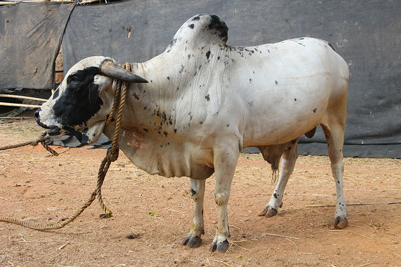 A Dangi bull.