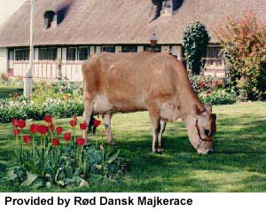 A Danish Jersey cow.