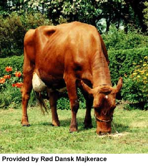 A Danish Red cow.