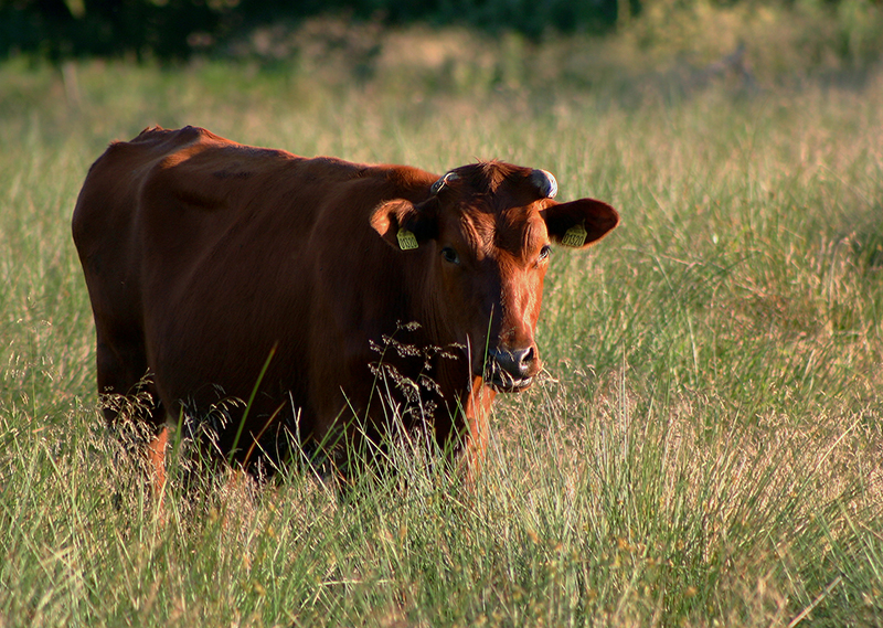 A Danish Red cow standing in the grass.