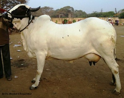 A Deoni cow.