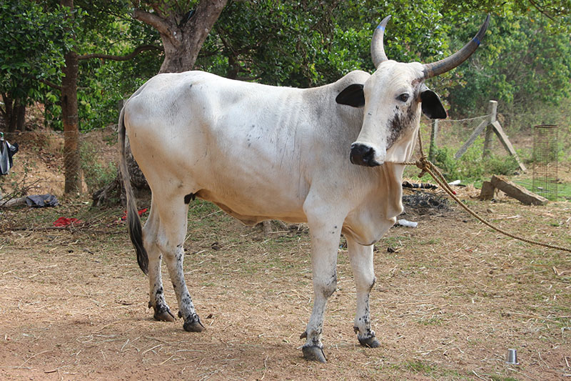 A Deoni cow standing in a dirt path.