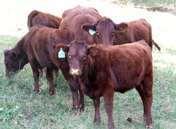 A herd of Devon cattle.