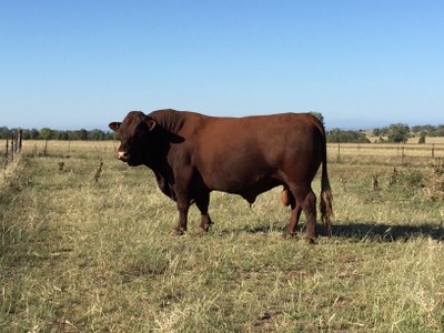 A Devon bull.