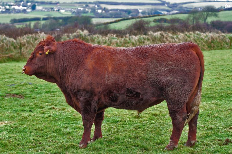 A devon bull.