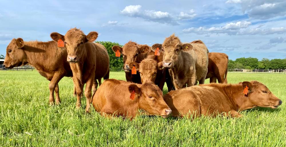 Dexter calves in a field.