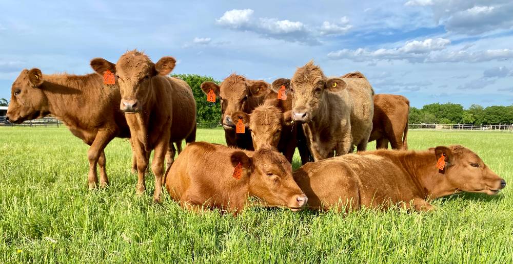 Dexter Cattle Color Dexter Cattle Color