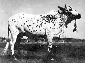 A Dhanni cow.