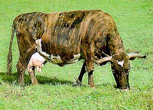A Dolafe cow.