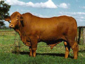 A Droughtmaster bull.