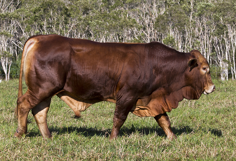 A droughtmaster bull walking through grass.