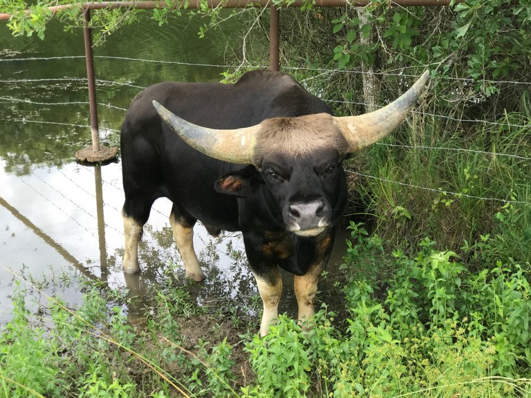 A Dulong bull.