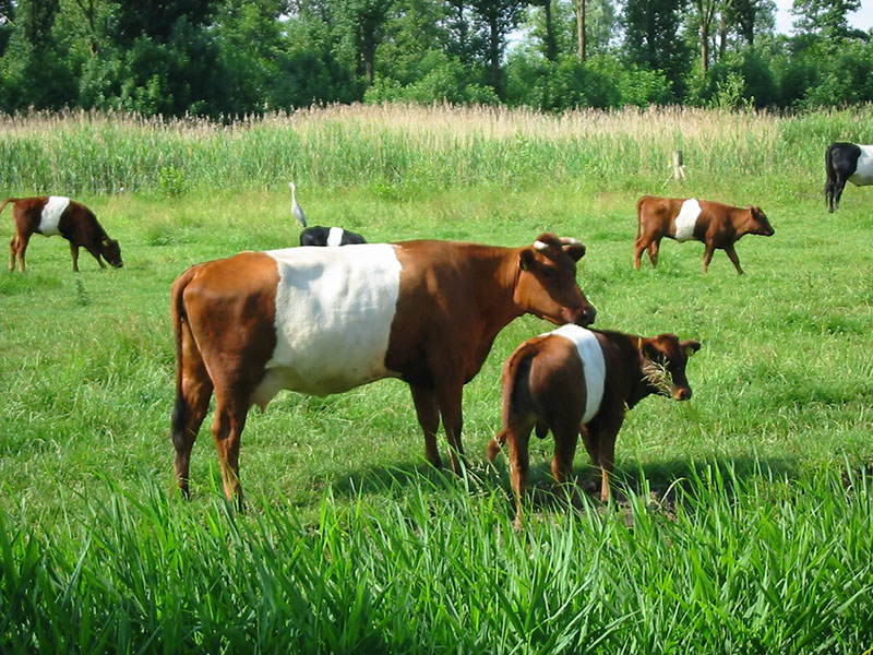 Dutched belted cattle.