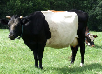 A Dutch Belted cow.