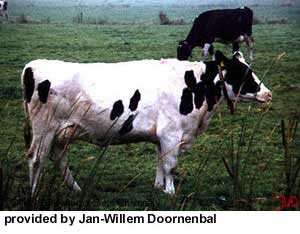 A Dutch Friesian cow.