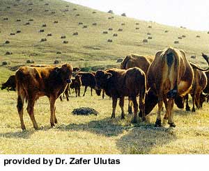 A herd of East Anatolian Red cattle.