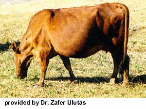 An East Anatolian Red cow.