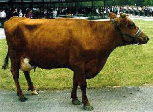 An Estonian Red cow.