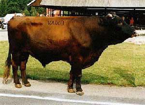 An Estonian Red bull.
