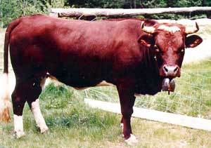 An Evolene bull.