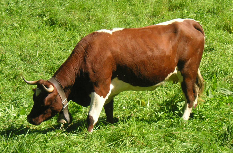 An evolene cow.